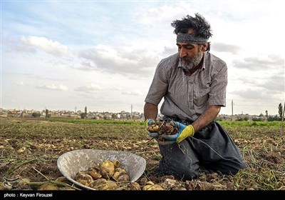 برداشت سیب زمینی در دهگلان - کردستان