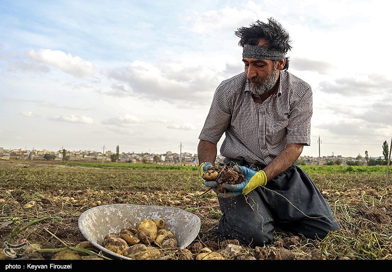 50 هزار تن سیب‌زمینی کشاورزان کردستانی روی زمین مانده است