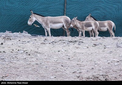 طرح احیای گورخرهای ایرانی