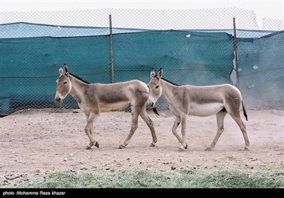 طرح احیای گورخرهای ایرانی