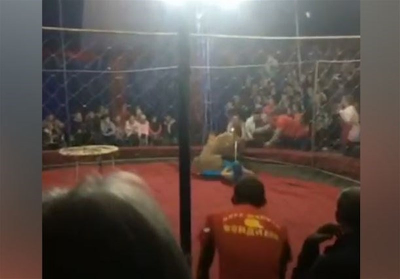 4-Year-Old Girl Attacked by Lioness in Russian Circus (+Video)