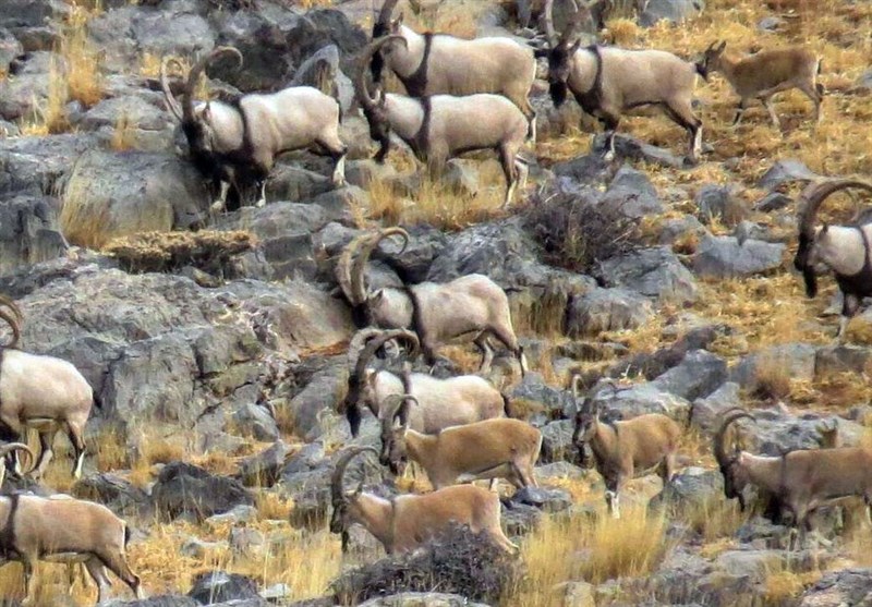 25 گونه جانوری استان همدان در معرض خطر قرار دارند/عزم جدی محیط‌بانان برای حراست از حیات وحش