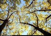 طبیعت زیبای پاییزی ارومیه+فیلم