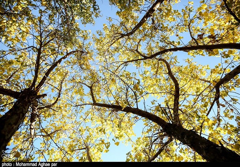 طبیعت زیبای پاییزی ارومیه+فیلم