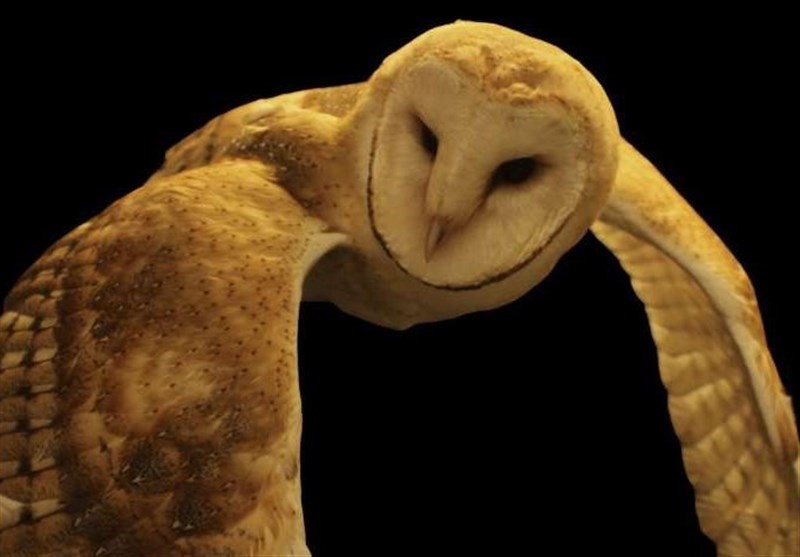 Scientists Unlock Secret of How Brain Pays Attention with Help from Owls