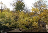 پاییز هزار رنگ شهمیرزاد در قاب تصاویر
