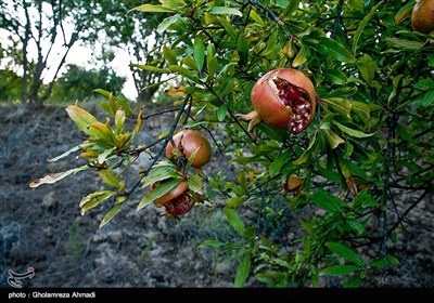 منطقه بهشهر بدلیل شرایط خوب آب و هوایی کوهستانی برای کشت درخت انار بسیار مساعد می باشد
