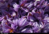 Iran Exports 105 Tons of Saffron to 47 Countries in 6 Months
