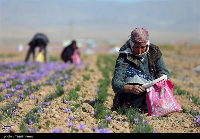کرمان| بین 800 تا 1000 کیلوگرم زعفران در زرند برداشت می‌شود