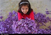 اقتصاد بدون نفت| برداشت 13 تن زعفران از مزارع خراسان شمالی به روایت تصویر