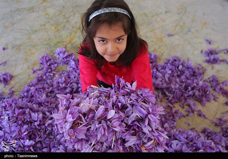 صادرات 105 تن زعفران ایران به 47 کشور جهان در نیمه نخست امسال