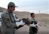 5 عقاب از مسمومیت مرغهای سروستان جان سالم به در بردند