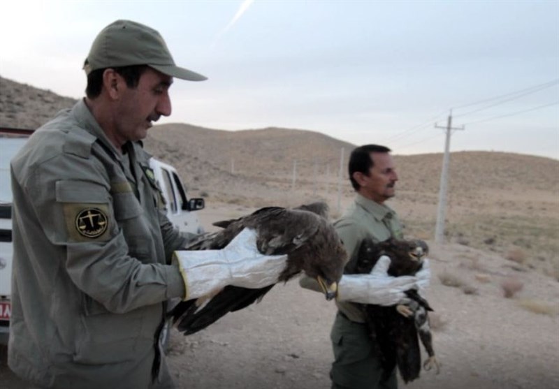 5 عقاب از مسمومیت مرغهای سروستان جان سالم به در بردند