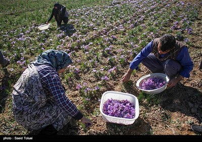 برداشت زعفران- خراسان شمالی