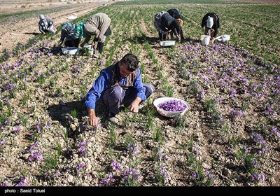 برداشت زعفران- خراسان شمالی