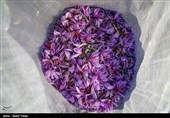 بیش از 400 کیلوگرم زعفران از مزارع خرمآباد برداشت میشود