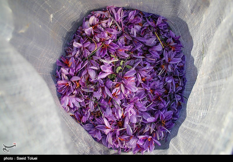 بیش از 400 کیلوگرم زعفران از مزارع خرم‌آباد برداشت می‌شود