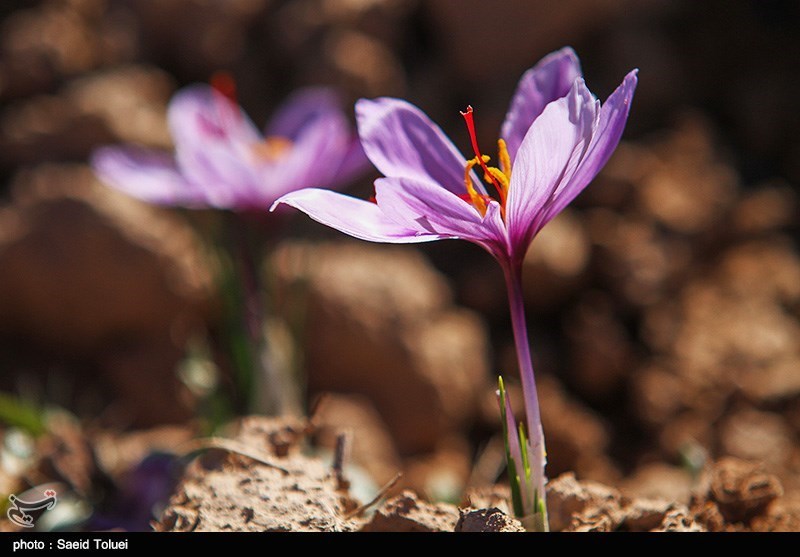 خام فروشی یکی از چالش‌های اصلی زعفران در ایران است