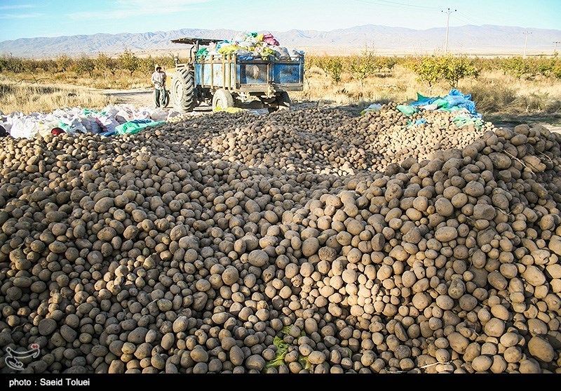 900 هزار تن سیب زمینی از دشت اردبیل برداشت می‌شود