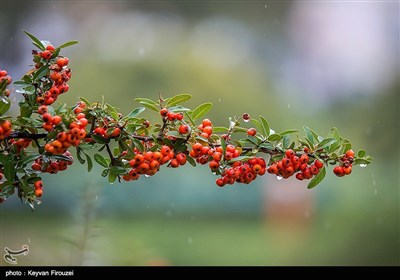 بارش باران و آبگرفتگی معابر -سنندج