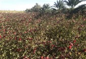 بلوچستان پایتخت چای ترش ایران/ پیش‌بینی برداشت 640 تن محصول