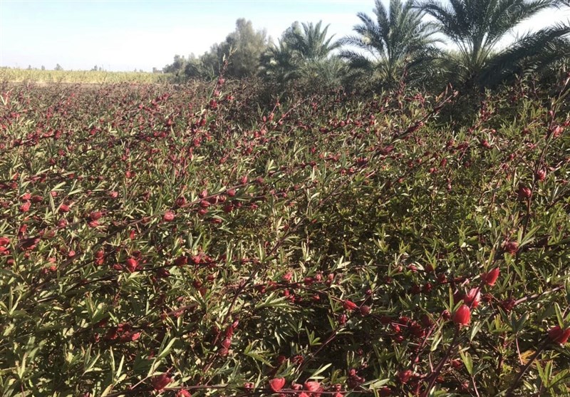25 هکتار چای ترش در مزارع میرجاوه کاشت شد