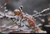 بارش برف پاییزی در اشکورات گیلان+فیلم و عکس