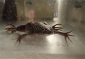 Scientists Help Frogs to Regenerate Their Limbs with Bioreactor Device