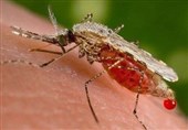 پشه‌های بیماری‌زا در کمین بوشهری‌ها‌‌ /خطر ورود و شیوع بیماری تب دانگ در مناطق جنوبی ایران / مردم &quot;آئدس&quot; را جدی بگیرند
