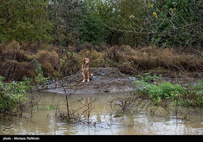 سگی که در محدوده روستای کتمجان صومعه سرا در محاصر آب گرفتار شده است.
