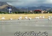 قدم زدن فلامینگوها روی باند فرودگاه لرستان+فیلم