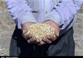 چرا برنج 17 هزار تومانی شمال باید 30 هزار تومان در تهران فروخته شود؟