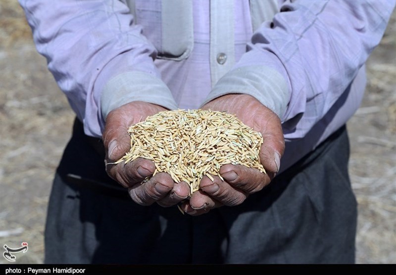چرا برنج 17 هزار تومانی شمال باید 30 هزار تومان در تهران فروخته شود؟