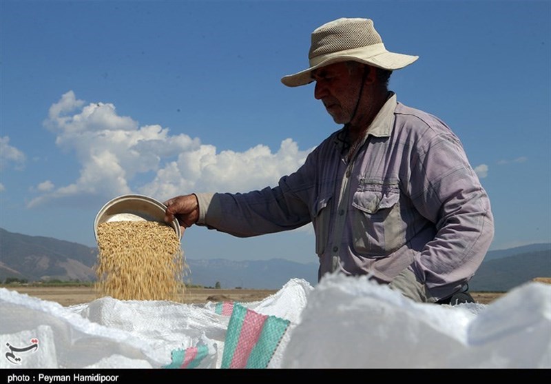 برداشت برنج از شالیزارهای خراسان شمالی در سایه «ممنوعیت کِشت»+تصاویر