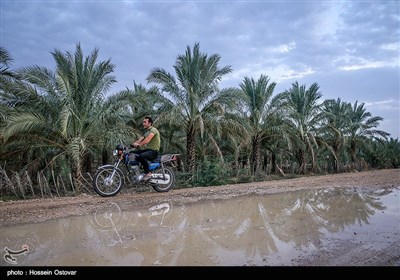 پس از باران در روستای نظر آقا - بوشهر