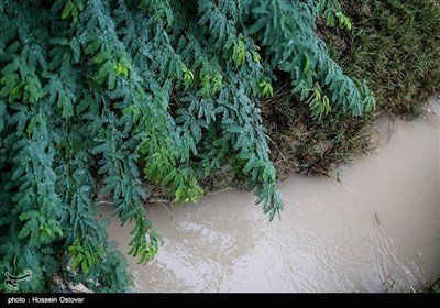 پس از باران در روستای نظر آقا - بوشهر