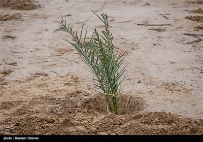 پس از باران در روستای نظر آقا - بوشهر