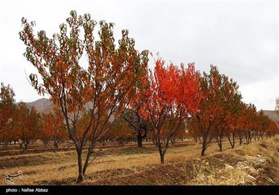 طبیعت پاییزی - اراک