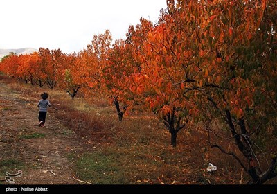 طبیعت پاییزی - اراک