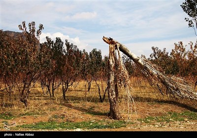 طبیعت پاییزی - اراک