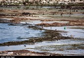 ورود رسوبات به دریای خزر روند خشکی خلیج گرگان را تشدید می‌کند