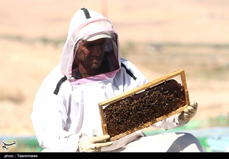9 میلیارد تومان تسهیلات به زنبورداران گیلانی پرداخت شد