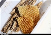 استفاده از جلبک برای نجات زنبورهای عسل!