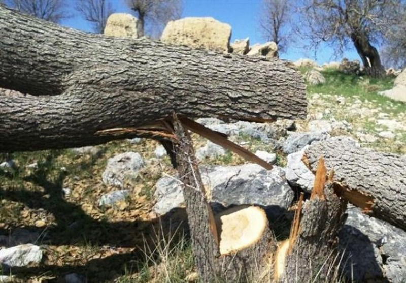 تیشه به ریشه بلوطستان؛ ماجرای قطع درختان بلوط در دورود چه بود؟+تصاویر