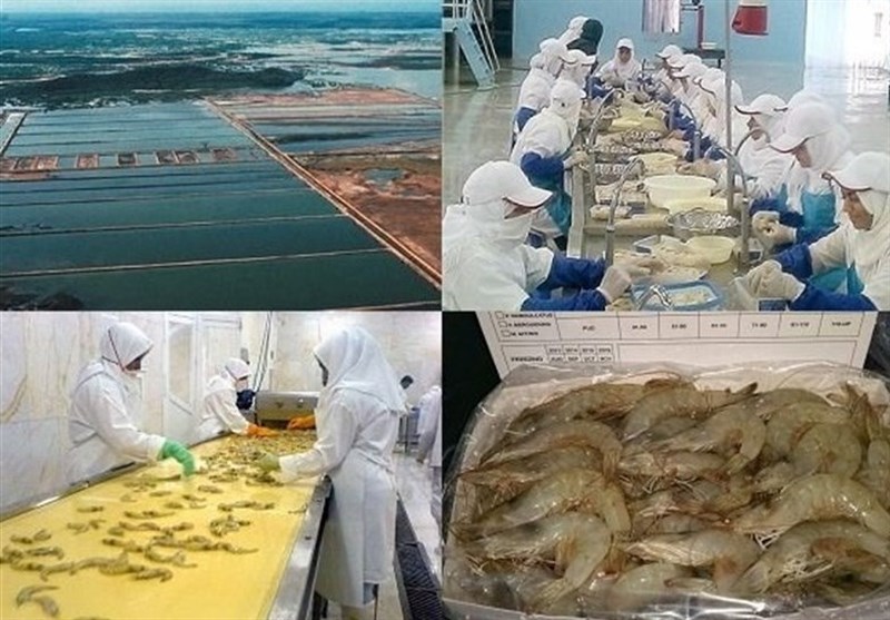 آبزی پروران استان بوشهر بیش از 28 هزار تن میگو تولید کردند