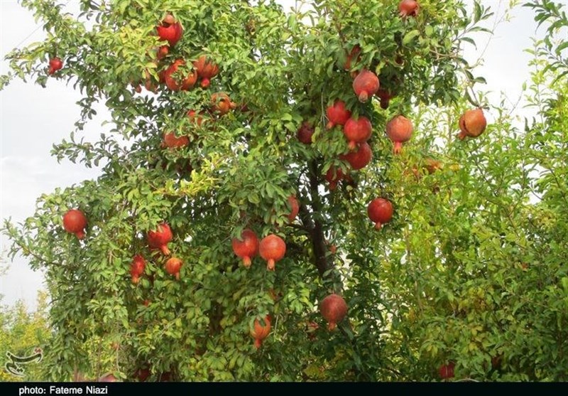 دوازدهمین جشنواره انار در کاشان برگزار شد