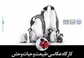 عکاس مطرح آلمانی داور جشنواره خیام شد