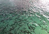 یک میلیون قطعه بچه ماهی بومی در سد تنظیمی حمیدیه رهاسازی شد