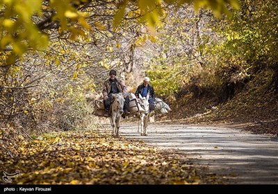 Iran's Beauties in Photos: Autumn in Kurdistan Province