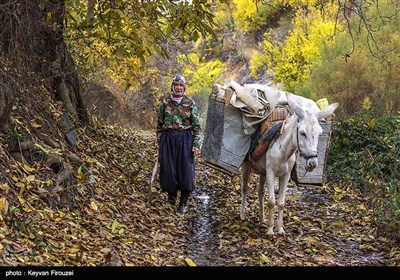 طبیعت پاییزی - کردستان